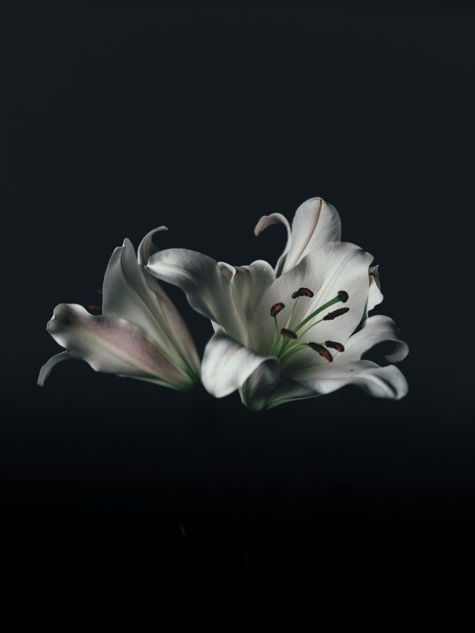 White lilies, funeral service in Dzhuryn, Ukraine